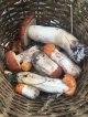 В Ленинградской области разрешили ходить в лес