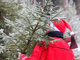 С 1 декабря в Ленобласти можно бесплатно срубить ёлку к Новому году.