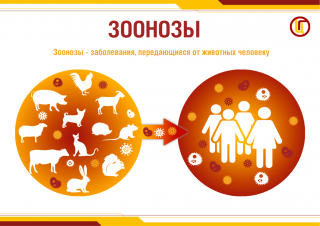 Почему питомцы могут быть опасны?