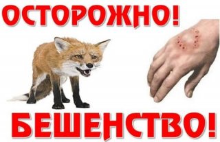 Что необходимо знать про бешенство?