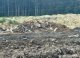 Предприниматель из Петербурга ответит за незаконную свалку вблизи «Невского пятачка»