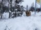 Субсидии для приютов увеличат в несколько раз