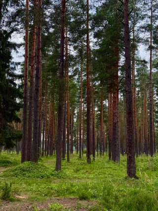 Ленобласть обновит систему наблюдения за лесными пожарами