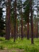 Ленобласть обновит систему наблюдения за лесными пожарами