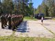 Военным – о ПДД!