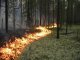 Помните о пожарной безопасности в лесу!