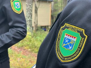 Новые меры по контролю за лесами Ленобласти