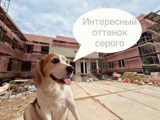 Ветклинику во Всеволожске покрасят в розовый.