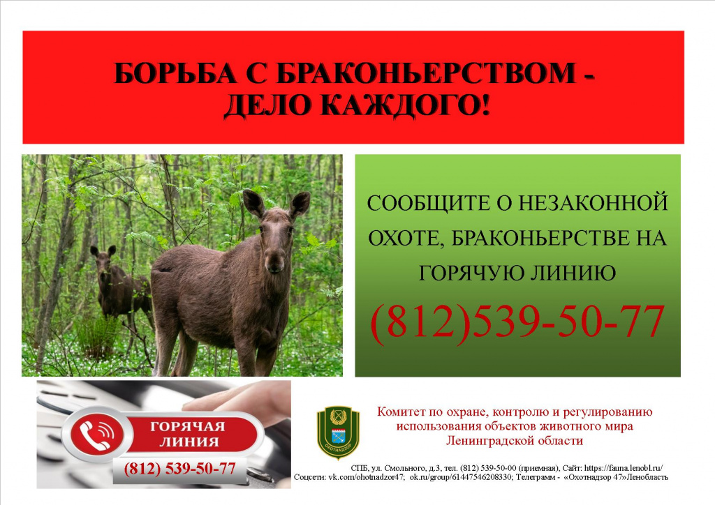 Горячая линия информация.jpg